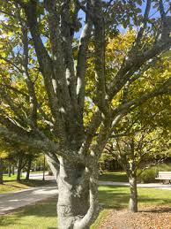 Attēlu rezultāti vaicājumam “Syringa reticulata subsp. amurensis”