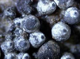 Attēlu rezultāti vaicājumam “Lasiosphaeria ovina”