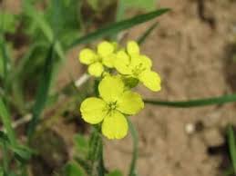 Attēlu rezultāti vaicājumam “Sinapis alba flower”
