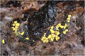 Attēlu rezultāti vaicājumam “Perichaena depressa”