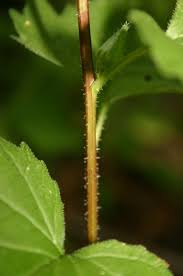 Attēlu rezultāti vaicājumam “Campanula trachelium flower”