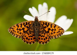 Attēlu rezultāti vaicājumam “Clossiana euphrosyne upperside”