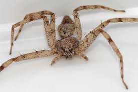 Attēlu rezultāti vaicājumam “Philodromus sp.”