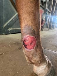 Image result for "proud flesh"