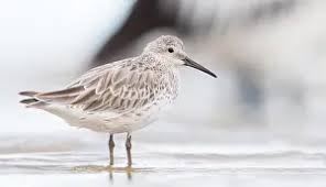 Image result for Calidris tenuirostris