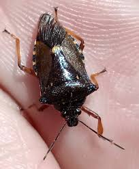 Attēlu rezultāti vaicājumam “Pinthaeus sanguinipes”