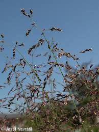 Image result for rosa aquatica