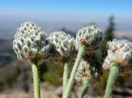 Attēlu rezultāti vaicājumam “Anemone ranunculoides leaf”