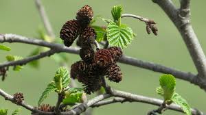 Attēlu rezultāti vaicājumam “Alnus incana leaf”