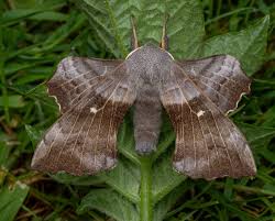 Attēlu rezultāti vaicājumam “Laothoe populi”