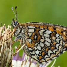 Attēlu rezultāti vaicājumam “Mellicta athalia underside”