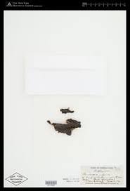 Attēlu rezultāti vaicājumam “Pleurococcus vulgaris”