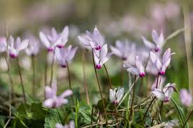 Attēlu rezultāti vaicājumam “Cyclamen hederifolium”
