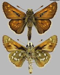 Attēlu rezultāti vaicājumam “Hesperia comma”