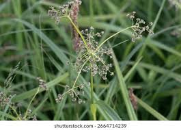 Attēlu rezultāti vaicājumam “Scirpus sylvaticus bud”