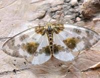 Attēlu rezultāti vaicājumam “Abraxas sylvata imago”