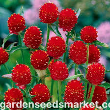 Image result for Kugelamarant