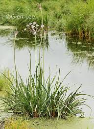 Attēlu rezultāti vaicājumam “Butomus umbellatus”