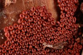 Attēlu rezultāti vaicājumam “Arcyria affinis spores”