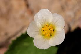 Attēlu rezultāti vaicājumam “Dicranella crispa”