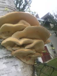 Attēlu rezultāti vaicājumam “Sarcodontia crocea”