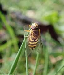 Attēlu rezultāti vaicājumam “Syrphus sp. imago”