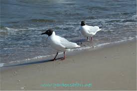 Attēlu rezultāti vaicājumam “Larus ridibundus eggs”