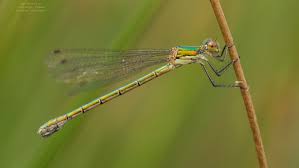 Attēlu rezultāti vaicājumam “Lestes dryas”