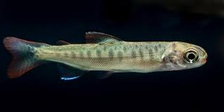 Image result for Oncorhynchus kisutch