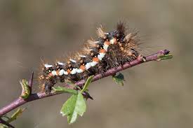 Attēlu rezultāti vaicājumam “Acronicta rumicis larva”