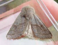 Attēlu rezultāti vaicājumam “Orthosia opima”