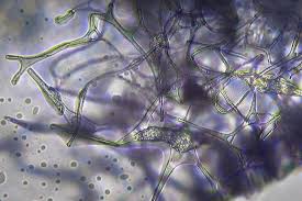 Attēlu rezultāti vaicājumam “Physarum leucophaeum spores”