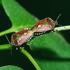 Attēlu rezultāti vaicājumam “Dolycoris baccarum”