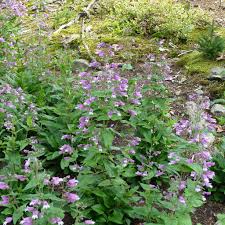 Image result for Penstemon