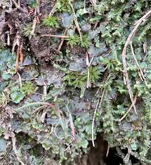 Attēlu rezultāti vaicājumam “Blasia pusilla sporophyte”