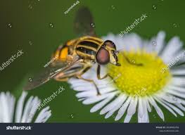 Attēlu rezultāti vaicājumam “Helophilus hybridus”