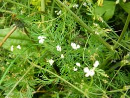 Attēlu rezultāti vaicājumam “Carum carvi leaf”