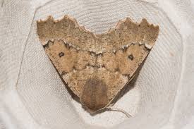 Attēlu rezultāti vaicājumam “Odontopera bidentata”