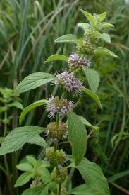 Attēlu rezultāti vaicājumam “Mentha x verticillata”