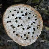 Attēlu rezultāti vaicājumam “Poronia punctata”