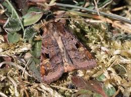 Attēlu rezultāti vaicājumam “Diarsia brunnea”