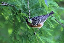 Image result for Dendroica castanea