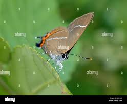 Attēlu rezultāti vaicājumam “Satyrium w-album underside”