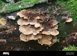 Attēlu rezultāti vaicājumam “Lentinellus ursinus”