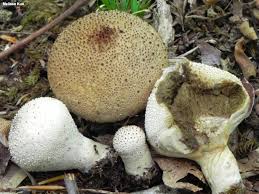 Attēlu rezultāti vaicājumam “Lycoperdon perlatum”