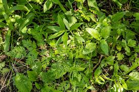 Attēlu rezultāti vaicājumam “Torilis japonica”