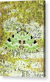 Attēlu rezultāti vaicājumam “Colostygia pectinataria male”