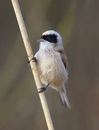 Attēlu rezultāti vaicājumam “Remiz pendulinus”