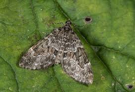 Attēlu rezultāti vaicājumam “Thera variata”