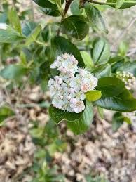 Attēlu rezultāti vaicājumam “Aronia melanocarpa flower”